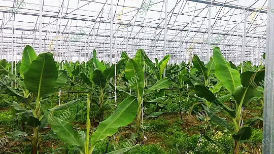 Fethiye'nin ihracat rekortmeni Ölüdeniz Sistem Sera! 