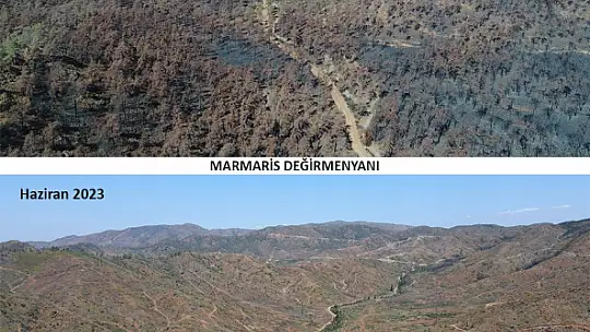 Ormanlık alanlar yeniden yeşeriyor