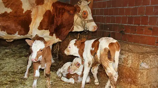 Üçüzlere Mert, Ortanca ve Saadet isimleri verildi  