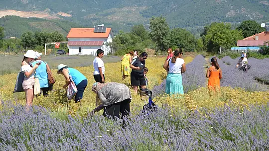 Lavanta Bahçesinde Üçüncü Hasat Alındı