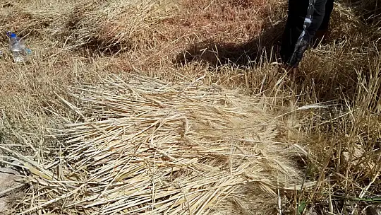 Buğday hasadını geleneksel yöntemlerle yapıyorlar