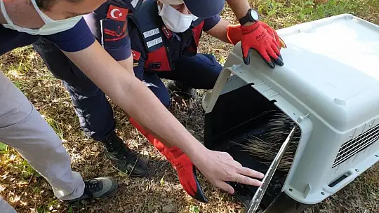 Nesli tükenmekte olan Oklu Kirpi emin ellerde