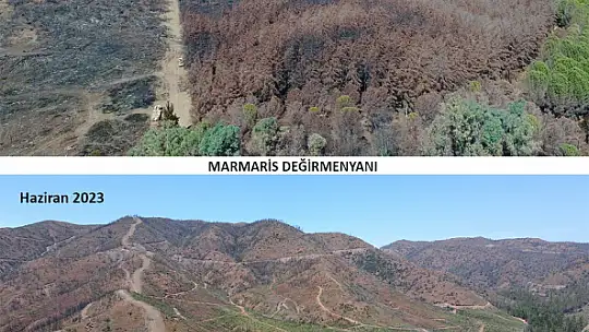 Ormanlık alanlar yeniden yeşeriyor
