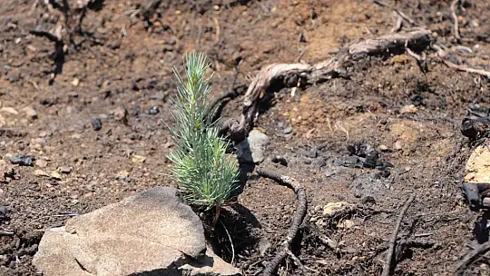 Ormanlık alanlar yeniden yeşeriyor