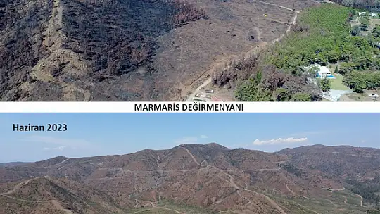 Ormanlık alanlar yeniden yeşeriyor