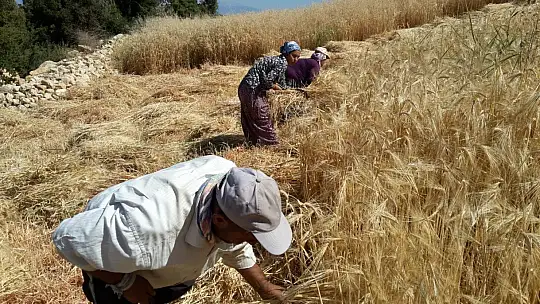 Buğday hasadını geleneksel yöntemlerle yapıyorlar