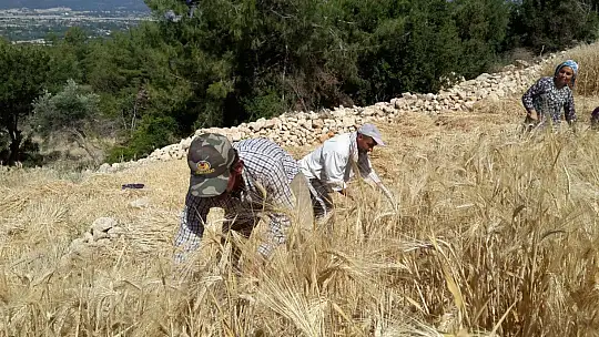 Buğday hasadını geleneksel yöntemlerle yapıyorlar