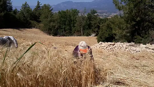 Buğday hasadını geleneksel yöntemlerle yapıyorlar