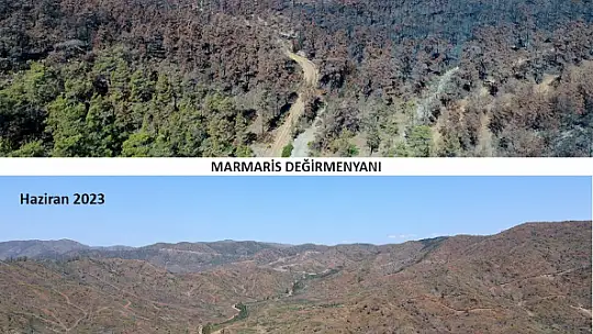 Ormanlık alanlar yeniden yeşeriyor