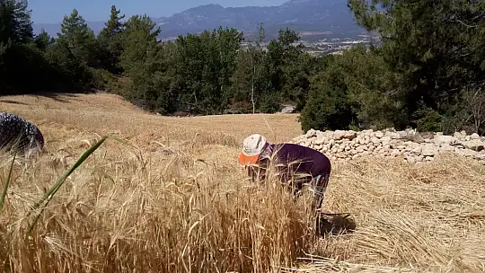 Buğday hasadını geleneksel yöntemlerle yapıyorlar