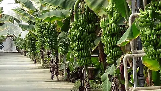 Fethiye'nin ihracat rekortmeni Ölüdeniz Sistem Sera! 