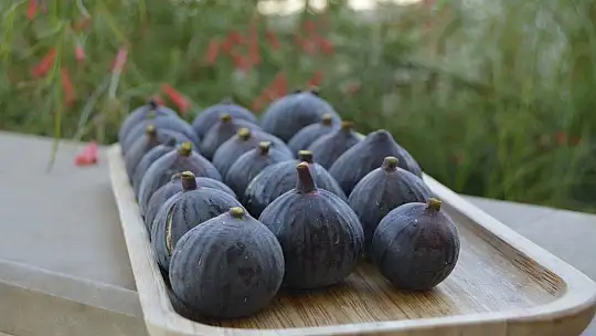 FTSO girişimiyle Fethiye kaya inciri coğrafi işaret aldı