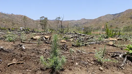 Ormanlık alanlar yeniden yeşeriyor