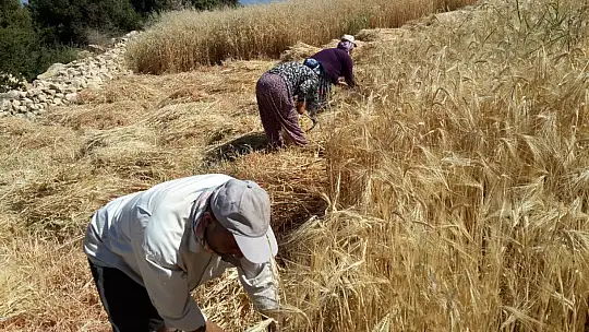 Buğday hasadını geleneksel yöntemlerle yapıyorlar