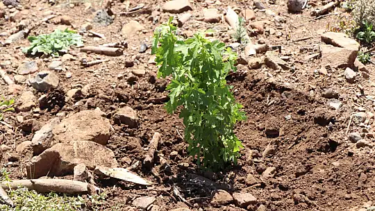 Ormanlık alanlar yeniden yeşeriyor