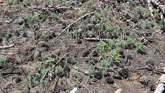 Ormanlık alanlar yeniden yeşeriyor