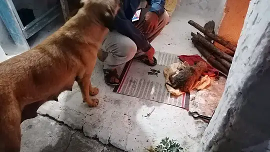 Sulama kanalına düşen yavru köpek kurtarıldı 