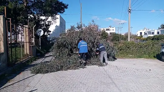 Ağaçlar fırtınaya dayanamadı