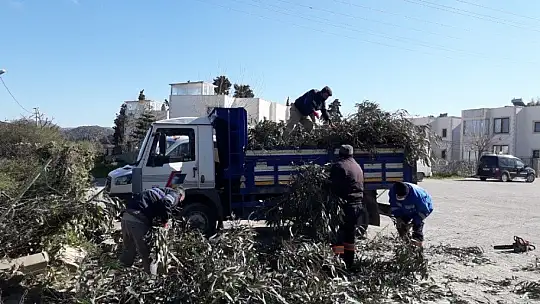 Ağaçlar fırtınaya dayanamadı