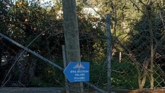 Ağaçlar fırtınaya dayanamadı