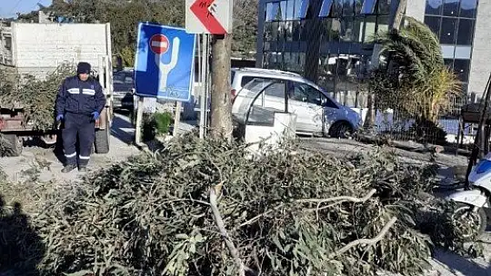 Ağaçlar fırtınaya dayanamadı