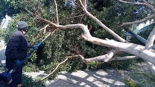 Ağaçlar fırtınaya dayanamadı