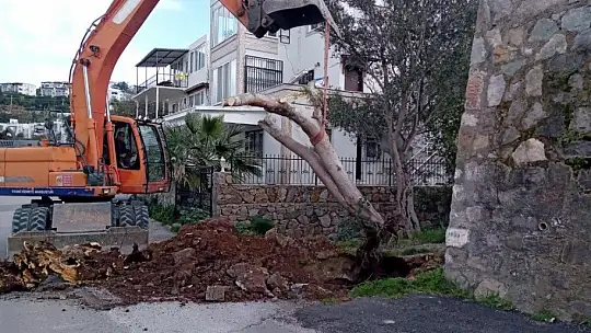 Ağaçlar fırtınaya dayanamadı