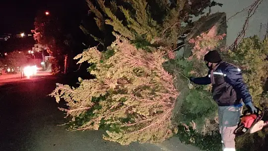 Ağaçlar fırtınaya dayanamadı