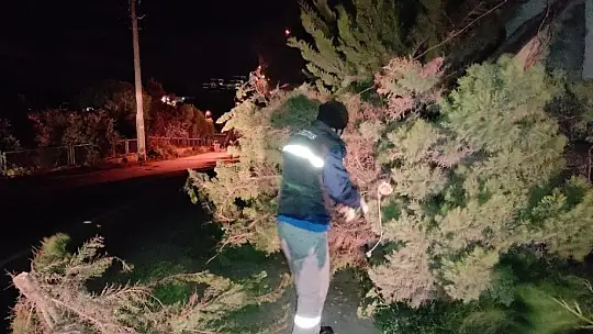 Ağaçlar fırtınaya dayanamadı