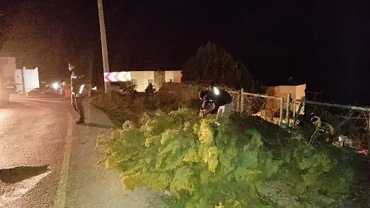 Ağaçlar fırtınaya dayanamadı