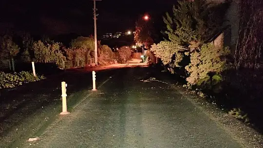 Ağaçlar fırtınaya dayanamadı