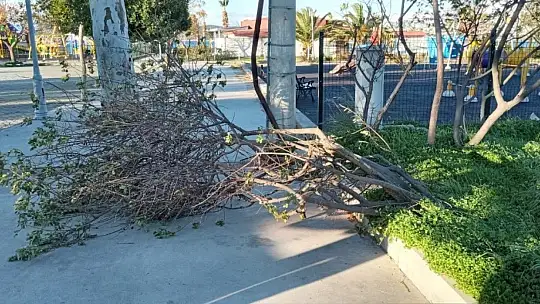 Ağaçlar fırtınaya dayanamadı