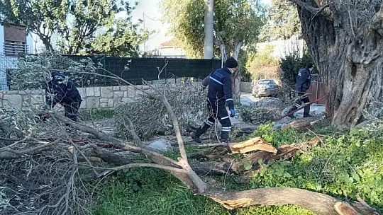 Ağaçlar fırtınaya dayanamadı