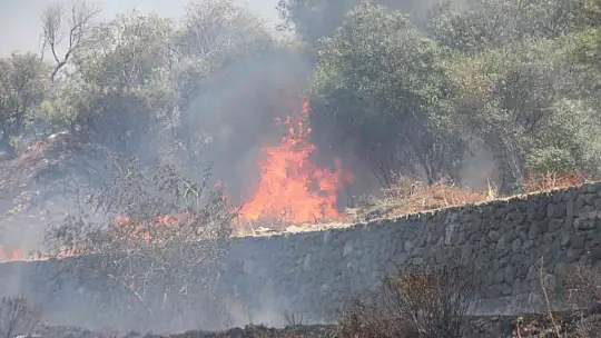 Ağaçlık alandaki yangın konteyner eve sıçradı