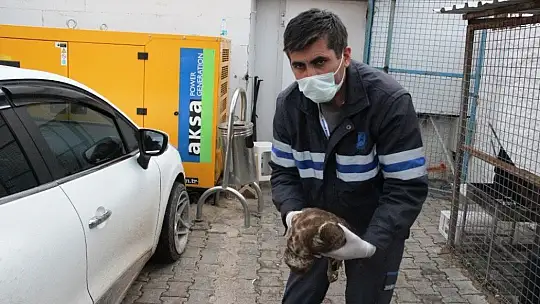 Ağaçtan düşen şahinin kalbi durunca kalp masajı yaptılar