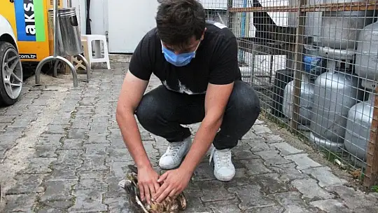 Ağaçtan düşen şahinin kalbi durunca kalp masajı yaptılar