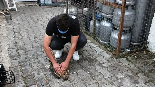 Ağaçtan düşen şahinin kalbi durunca kalp masajı yaptılar