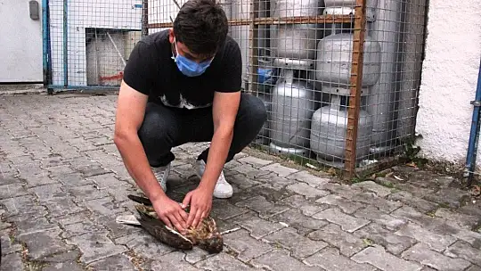 Ağaçtan düşen şahinin kalbi durunca kalp masajı yaptılar