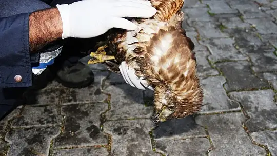 Ağaçtan düşen şahinin kalbi durunca kalp masajı yaptılar