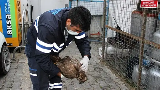 Ağaçtan düşen şahinin kalbi durunca kalp masajı yaptılar
