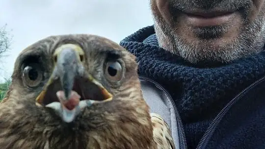 Ağaçtan düşen şahinin kalbi durunca kalp masajı yaptılar
