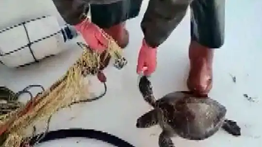 Ağlara takılan kaplumbağayı tekrar denize bıraktı