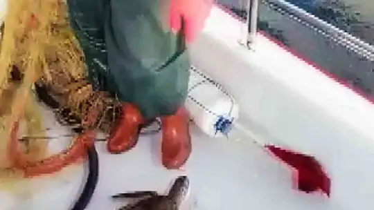 Ağlara takılan kaplumbağayı tekrar denize bıraktı