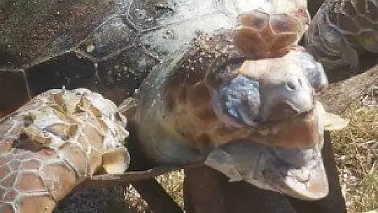 Ağzında poşetle kıyıya vurdu