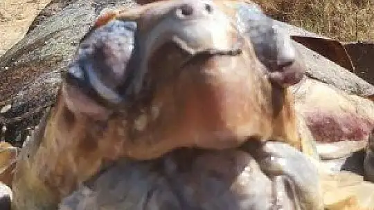 Ağzında poşetle kıyıya vurdu