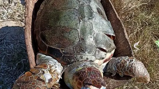 Ağzında poşetle kıyıya vurdu