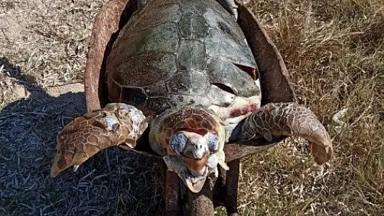 Ağzında poşetle kıyıya vurdu