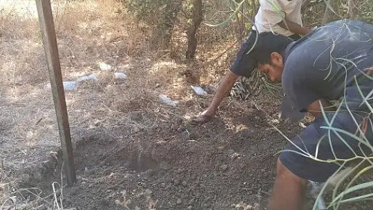 Ağzında poşetle kıyıya vurdu