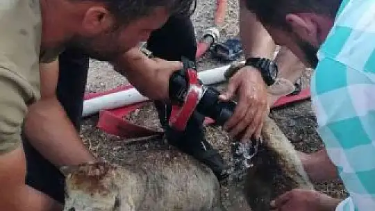 Ahır yangınında ticari araç küle döndü, 8 hayvan alevlerden zarar gördü