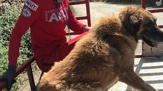 AKUT, Muğla'dan sonra Aydın Çine'de orman yangınlarına müdahale için operasyonda